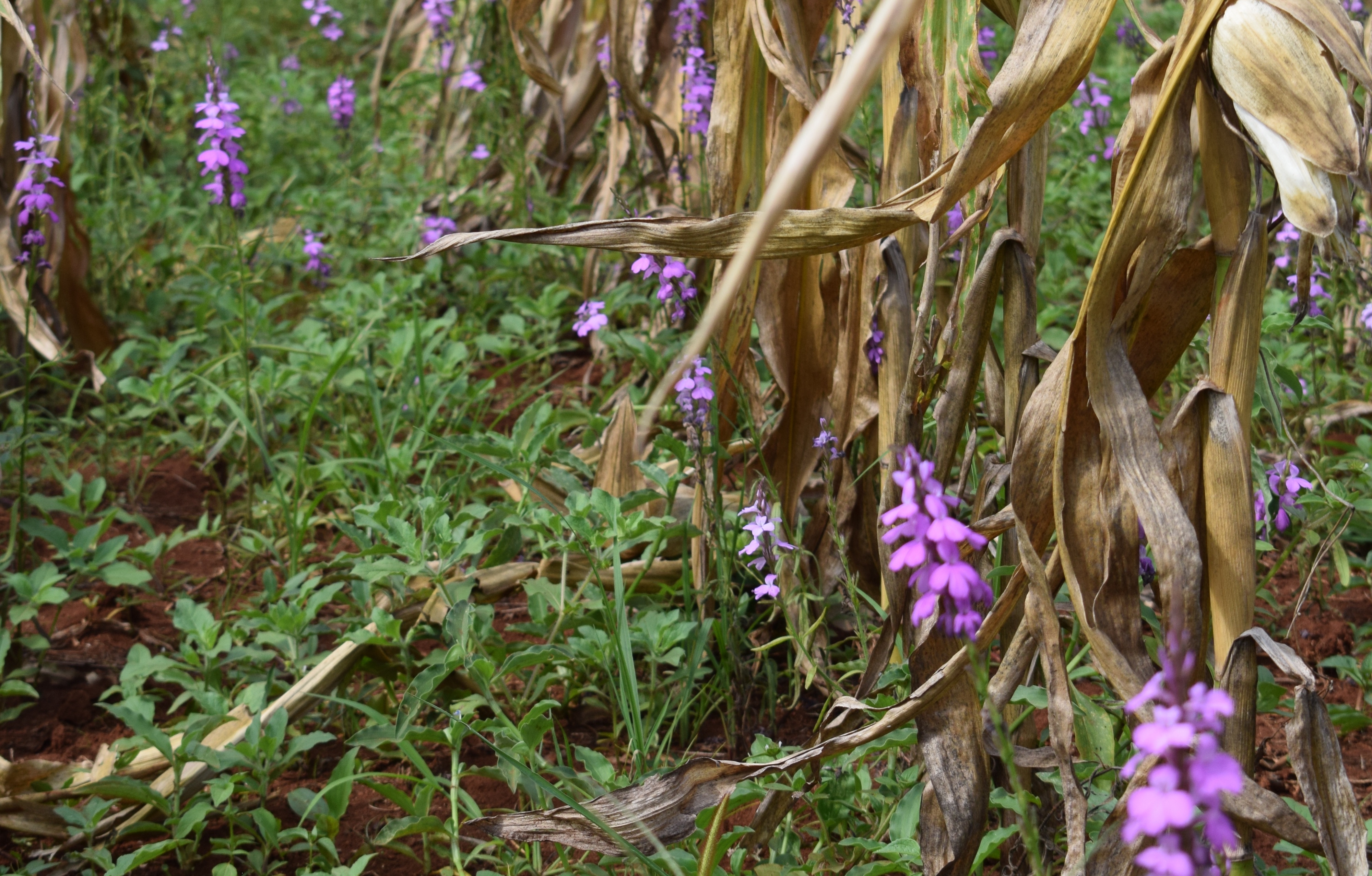 Evaluate the financial software company striga on bitcoin calculator (88) 사진